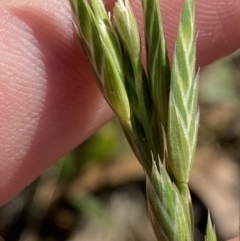 Bromus sp. at Garran, ACT - 22 Sep 2023