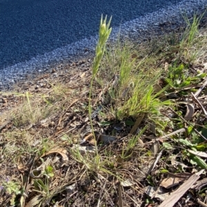 Bromus sp. at Garran, ACT - 22 Sep 2023