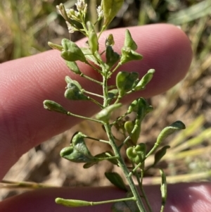 Capsella bursa-pastoris at Garran, ACT - 22 Sep 2023