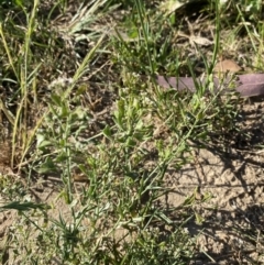 Capsella bursa-pastoris at Garran, ACT - 22 Sep 2023 03:32 PM