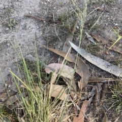 Eragrostis curvula at Garran, ACT - 22 Sep 2023