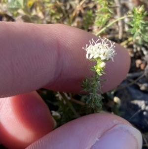 Asperula conferta at Garran, ACT - 22 Sep 2023