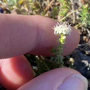 Asperula conferta at Garran, ACT - 22 Sep 2023 03:31 PM