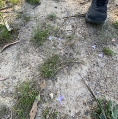 Wahlenbergia capillaris at Garran, ACT - 22 Sep 2023