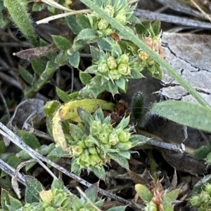 Paronychia brasiliana at Garran, ACT - 22 Sep 2023 03:30 PM