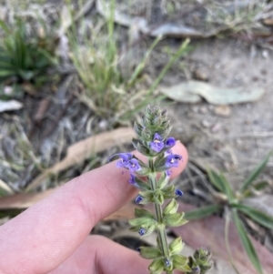 Salvia verbenaca var. verbenaca at Garran, ACT - 22 Sep 2023 03:29 PM