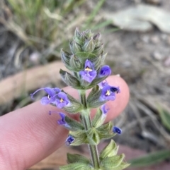 Salvia verbenaca var. verbenaca at Garran, ACT - 22 Sep 2023 03:29 PM