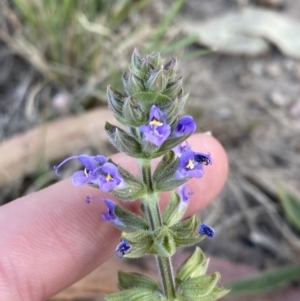 Salvia verbenaca var. verbenaca at Garran, ACT - 22 Sep 2023 03:29 PM