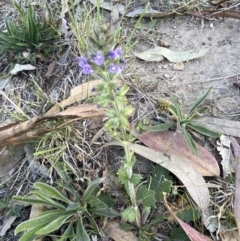 Salvia verbenaca var. verbenaca at Garran, ACT - 22 Sep 2023 03:29 PM