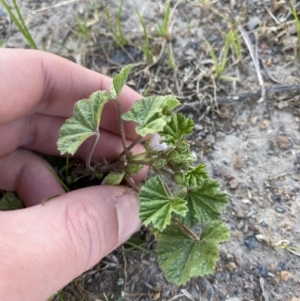 Malva neglecta at Garran, ACT - 22 Sep 2023 03:29 PM