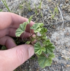 Malva neglecta at Garran, ACT - 22 Sep 2023 03:29 PM