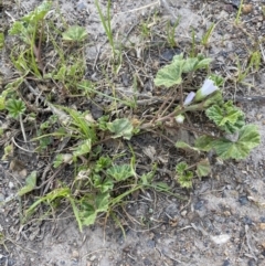 Malva neglecta at Garran, ACT - 22 Sep 2023