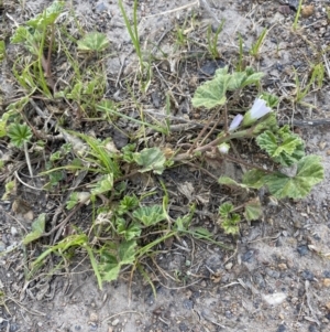 Malva neglecta at Garran, ACT - 22 Sep 2023 03:29 PM