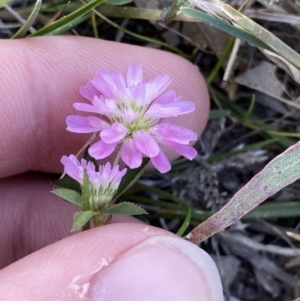 Trifolium resupinatum at Garran, ACT - 22 Sep 2023