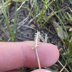 Eleusine tristachya at Garran, ACT - 22 Sep 2023 03:29 PM