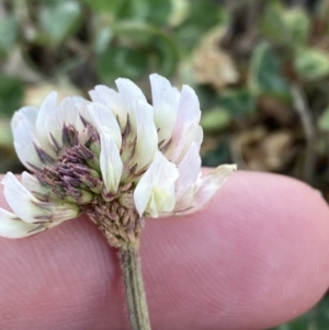 Trifolium repens at Garran, ACT - 22 Sep 2023 03:28 PM