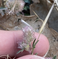 Trifolium arvense (Haresfoot Clover) at Garran, ACT - 22 Sep 2023 by Tapirlord