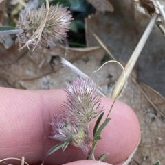 Trifolium arvense at Garran, ACT - 22 Sep 2023