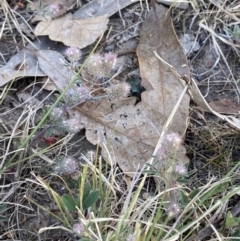 Trifolium arvense at Garran, ACT - 22 Sep 2023