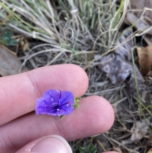 Echium plantagineum at Garran, ACT - 22 Sep 2023 03:28 PM