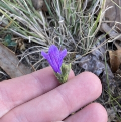 Echium plantagineum at Garran, ACT - 22 Sep 2023 03:28 PM