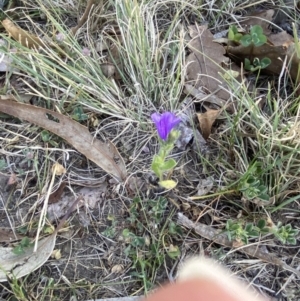 Echium plantagineum at Garran, ACT - 22 Sep 2023 03:28 PM