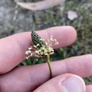 Plantago lanceolata at Garran, ACT - 22 Sep 2023