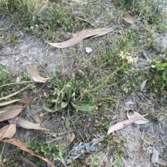 Plantago lanceolata at Garran, ACT - 22 Sep 2023