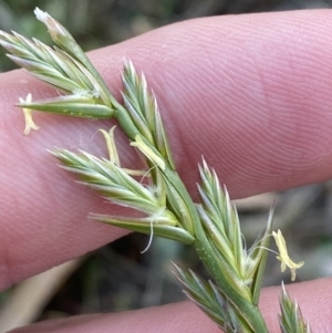 Lolium perenne at Garran, ACT - 22 Sep 2023 03:28 PM