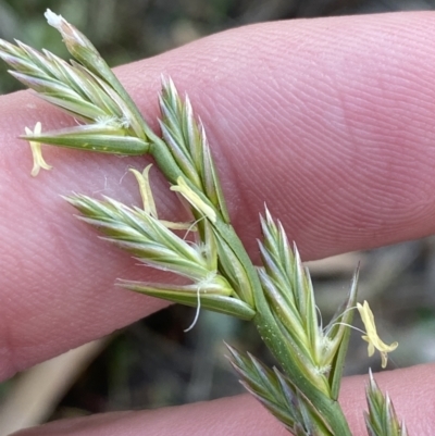 Lolium perenne (Perennial Ryegrass) at Garran, ACT - 22 Sep 2023 by Tapirlord