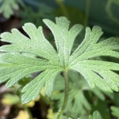 Geranium solanderi var. solanderi (Native Geranium) at Garran, ACT - 22 Sep 2023 by Tapirlord