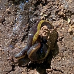 Caenoplana bicolor (Two-tone Planarian) at Garran, ACT - 22 Sep 2023 by Tapirlord