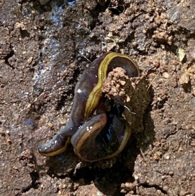 Caenoplana bicolor (Two-tone Planarian) at Garran, ACT - 22 Sep 2023 by Tapirlord