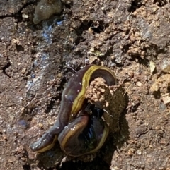 Caenoplana bicolor at Garran, ACT - suppressed