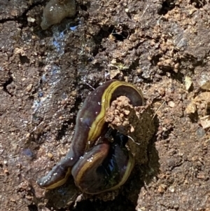 Caenoplana bicolor at Garran, ACT - suppressed