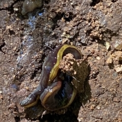 Caenoplana bicolor at Garran, ACT - suppressed