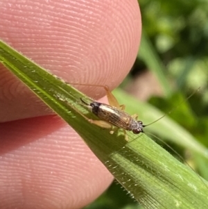 Trigonidium sp. (genus) at Garran, ACT - 22 Sep 2023