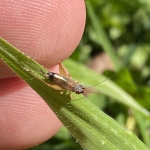 Trigonidium sp. (genus) at Garran, ACT - 22 Sep 2023