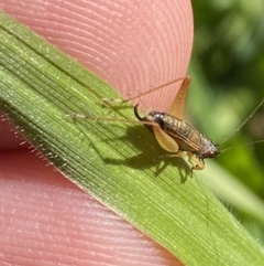 Trigonidium sp. (genus) at Garran, ACT - 22 Sep 2023