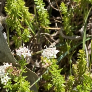 Asperula conferta at Garran, ACT - 21 Sep 2023