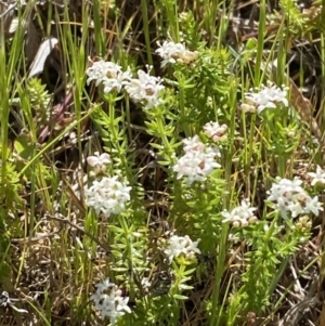 Asperula conferta at Garran, ACT - 21 Sep 2023 09:51 AM