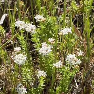 Asperula conferta at Garran, ACT - 21 Sep 2023 09:51 AM