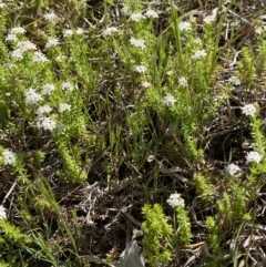 Asperula conferta at Garran, ACT - 21 Sep 2023 09:51 AM