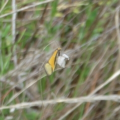 Philobota undescribed species near arabella (A concealer moth) at Hall, ACT - 1 Oct 2023 by Christine