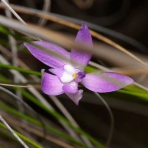 Glossodia major at Canberra Central, ACT - suppressed