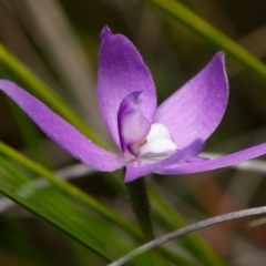 Glossodia major at Canberra Central, ACT - suppressed