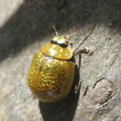 Paropsisterna cloelia (Eucalyptus variegated beetle) at Hall, ACT - 2 Oct 2023 by Christine