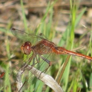 Diplacodes bipunctata at Hall, ACT - 2 Oct 2023 09:11 AM