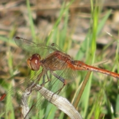Diplacodes bipunctata (Wandering Percher) at Hall, ACT - 1 Oct 2023 by Christine