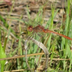 Diplacodes bipunctata at Hall, ACT - 2 Oct 2023